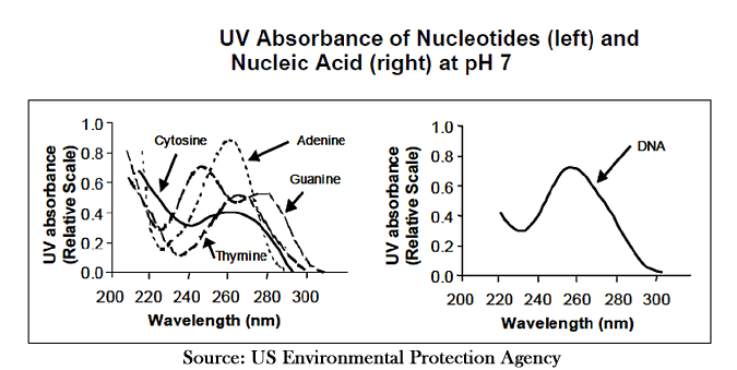 UV light absorbance graph